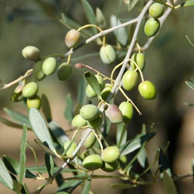 green Olives on the tree