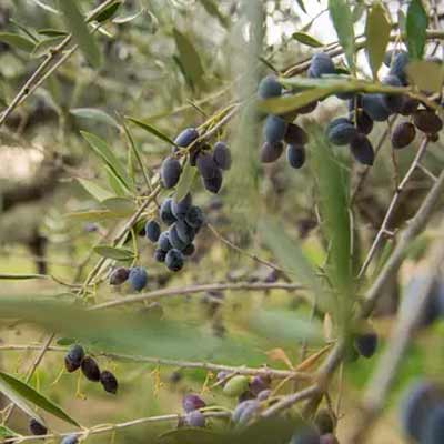 kalamata olives black on the tree